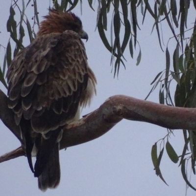 Hieraaetus morphnoides (Little Eagle) at Garran, ACT - 13 Apr 2018 by roymcd