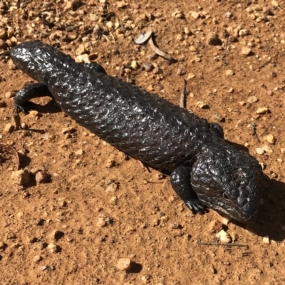 Tiliqua rugosa (Shingleback Lizard) at Bungendore, NSW - 14 Apr 2018 by yellowboxwoodland