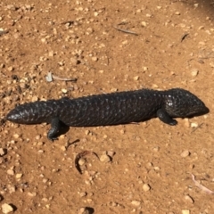 Tiliqua rugosa at Bungendore, NSW - 14 Apr 2018