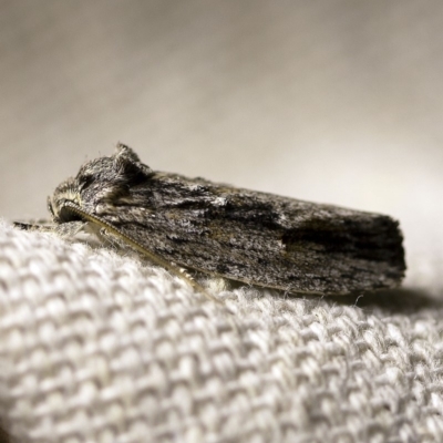 Agriophara platyscia (A Flat-bodied moth (Depressidae) at O'Connor, ACT - 18 Mar 2018 by ibaird