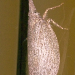 Rentinus dilatatus (Fulgorid planthopper) at Ainslie, ACT - 12 Apr 2018 by jb2602