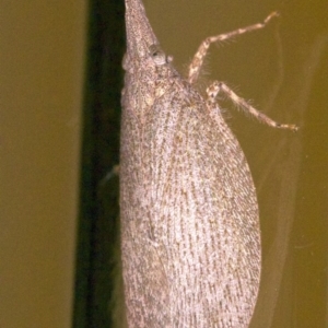 Rentinus dilatatus at Ainslie, ACT - 12 Apr 2018