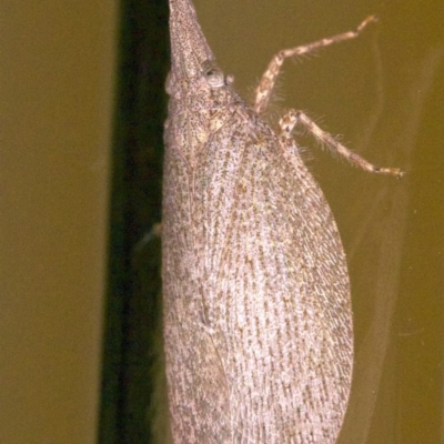 Rentinus dilatatus (Fulgorid planthopper) at Ainslie, ACT - 12 Apr 2018 by jbromilow50