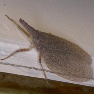 Rentinus dilatatus at Ainslie, ACT - 12 Apr 2018