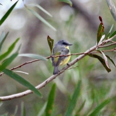 Eopsaltria australis (Eastern Yellow Robin) at Eden, NSW - 13 Apr 2018 by RossMannell