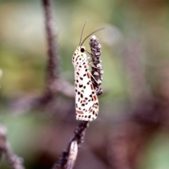 Utetheisa pulchelloides (Heliotrope Moth) at Ben Boyd National Park - 12 Apr 2018 by RossMannell