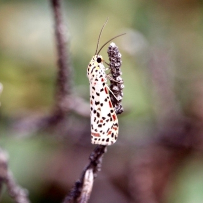 Utetheisa pulchelloides (Heliotrope Moth) at Eden, NSW - 12 Apr 2018 by RossMannell