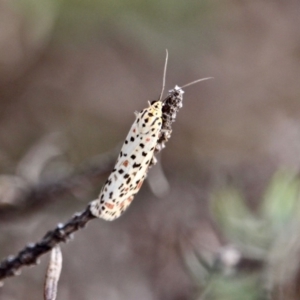 Utetheisa pulchelloides at Eden, NSW - 13 Apr 2018 09:15 AM