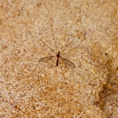 Tipulidae sp. (family) (Unidentified Crane Fly) at Eden, NSW - 13 Apr 2018 by RossMannell