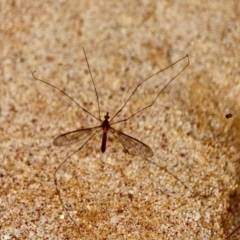 Tipulidae sp. (family) at Eden, NSW - 13 Apr 2018 09:24 AM