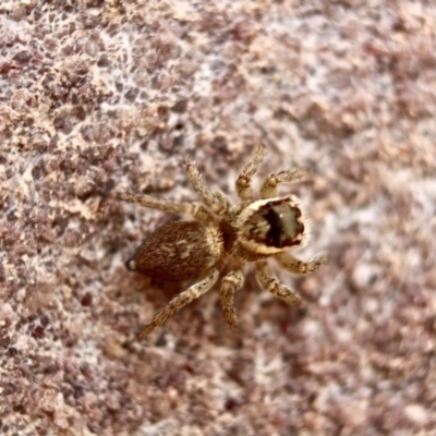 Hypoblemum sp. (genus) (Unidentified Hypoblemum jumping spider) at Eden, NSW - 12 Apr 2018 by RossMannell