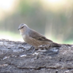 Climacteris picumnus victoriae (Brown Treecreeper) at Gundaroo, NSW - 13 Apr 2018 by KumikoCallaway