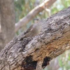 Climacteris picumnus victoriae at Gundaroo, NSW - 13 Apr 2018 11:13 AM