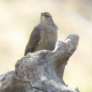 Climacteris picumnus victoriae at Gundaroo, NSW - 13 Apr 2018