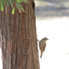 Climacteris picumnus victoriae at Gundaroo, NSW - 13 Apr 2018