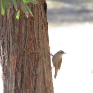 Climacteris picumnus victoriae at Gundaroo, NSW - 13 Apr 2018 11:13 AM