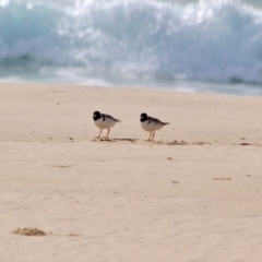 Charadrius rubricollis (Hooded Plover) at Eden, NSW - 12 Apr 2018 by RossMannell