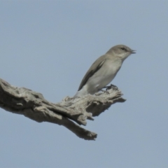 Microeca fascinans (Jacky Winter) at Gundaroo, NSW - 13 Apr 2018 by KumikoCallaway