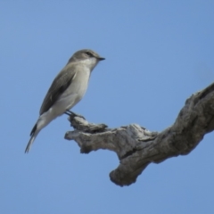 Microeca fascinans at Gundaroo, NSW - 13 Apr 2018