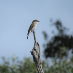 Microeca fascinans at Gundaroo, NSW - 13 Apr 2018