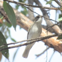 Microeca fascinans at Gundaroo, NSW - 13 Apr 2018