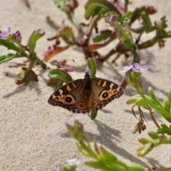 Junonia villida (Meadow Argus) at Eden, NSW - 13 Apr 2018 by RossMannell