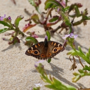 Junonia villida at Eden, NSW - 13 Apr 2018