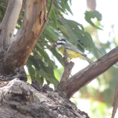 Falcunculus frontatus (Eastern Shrike-tit) at Gundaroo, NSW - 13 Apr 2018 by KumikoCallaway