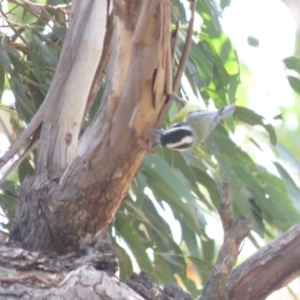 Falcunculus frontatus at Gundaroo, NSW - 13 Apr 2018
