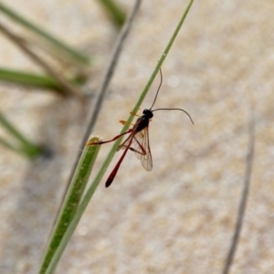 Heteropelma scaposum at Eden, NSW - 13 Apr 2018 12:09 PM