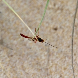 Heteropelma scaposum at Eden, NSW - 13 Apr 2018 12:09 PM