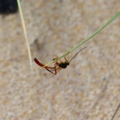 Heteropelma scaposum at Eden, NSW - 13 Apr 2018 12:09 PM