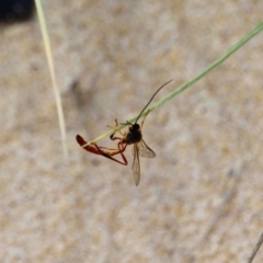 Heteropelma scaposum at Eden, NSW - 13 Apr 2018