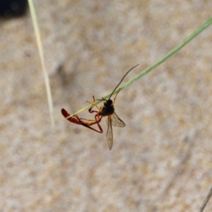 Heteropelma scaposum at Eden, NSW - 13 Apr 2018 12:09 PM