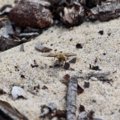 Unidentified Bee fly (Bombyliidae) at Eden, NSW - 13 Apr 2018 by RossMannell