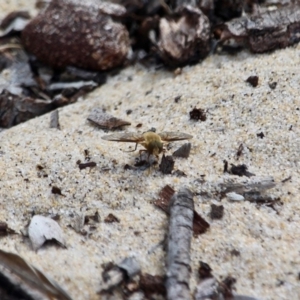 Villa sp (genus) at Eden, NSW - 13 Apr 2018