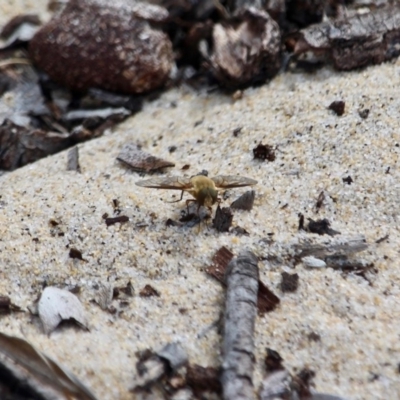 Unidentified Bee fly (Bombyliidae) at Eden, NSW - 13 Apr 2018 by RossMannell