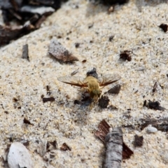 Villa sp (genus) at Eden, NSW - 13 Apr 2018 12:32 PM