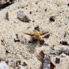 Villa sp (genus) at Eden, NSW - 13 Apr 2018