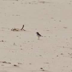 Anarhynchus ruficapillus (Red-capped Plover) at Ben Boyd National Park - 13 Apr 2018 by RossMannell