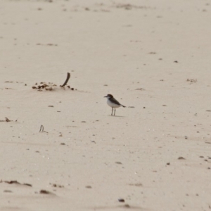 Anarhynchus ruficapillus at Eden, NSW - 13 Apr 2018 12:50 PM