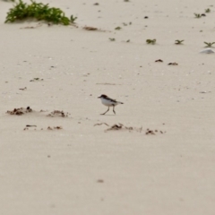 Anarhynchus ruficapillus at Eden, NSW - 13 Apr 2018