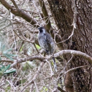 Anthochaera chrysoptera at Eden, NSW - 13 Apr 2018 01:25 PM