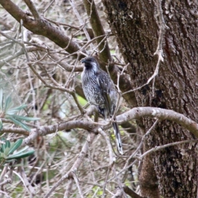 Anthochaera chrysoptera (Little Wattlebird) at Ben Boyd National Park - 13 Apr 2018 by RossMannell