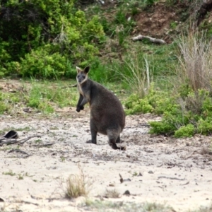 Wallabia bicolor at Eden, NSW - 13 Apr 2018