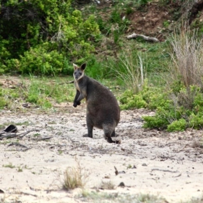 Wallabia bicolor (Swamp Wallaby) at Eden, NSW - 13 Apr 2018 by RossMannell