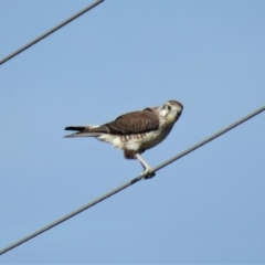 Falco berigora (Brown Falcon) at Gundaroo, NSW - 12 Apr 2018 by KumikoCallaway