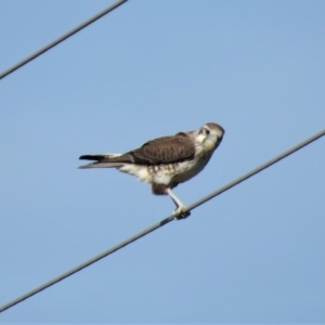 Falco berigora at Gundaroo, NSW - 13 Apr 2018 09:24 AM