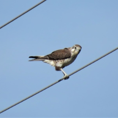 Falco berigora (Brown Falcon) at Gundaroo, NSW - 12 Apr 2018 by KumikoCallaway
