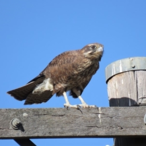 Falco berigora at Gundaroo, NSW - 13 Apr 2018